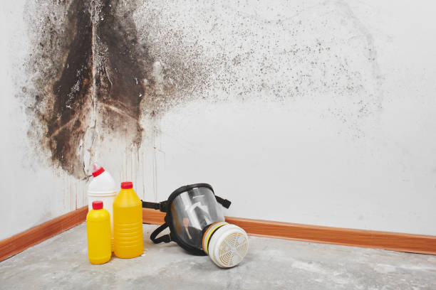 Best Residential Mold Remediation in Salem, OR