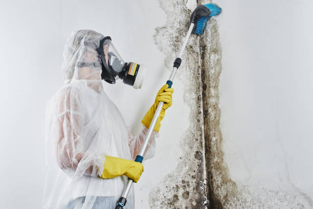 Best Localized Mold Remediation (e.g., coastal areas, humid climates) in Salem, OR
