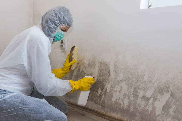 Best Basement Mold Remediation in Salem, OR