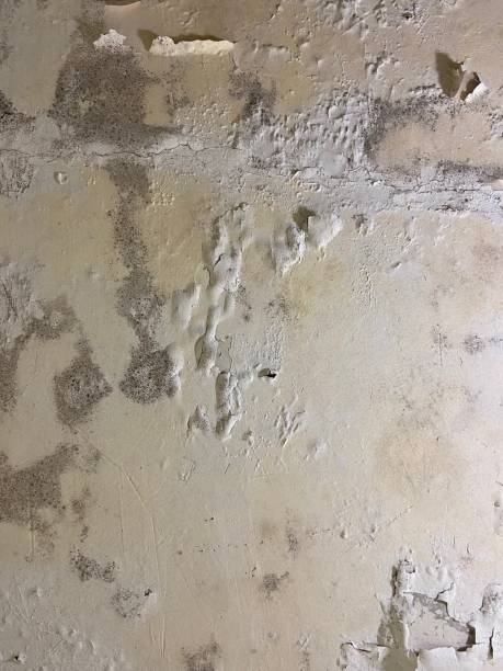 Best Commercial Mold Remediation in Salem, OR